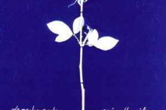 CS-Depeche-Mode-Enjoy-The-Silence
